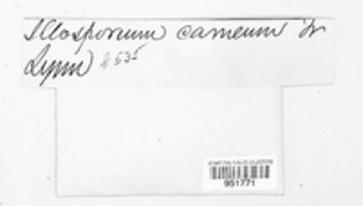 Illosporium roseum image